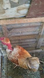 Disponibili galli collo nudo