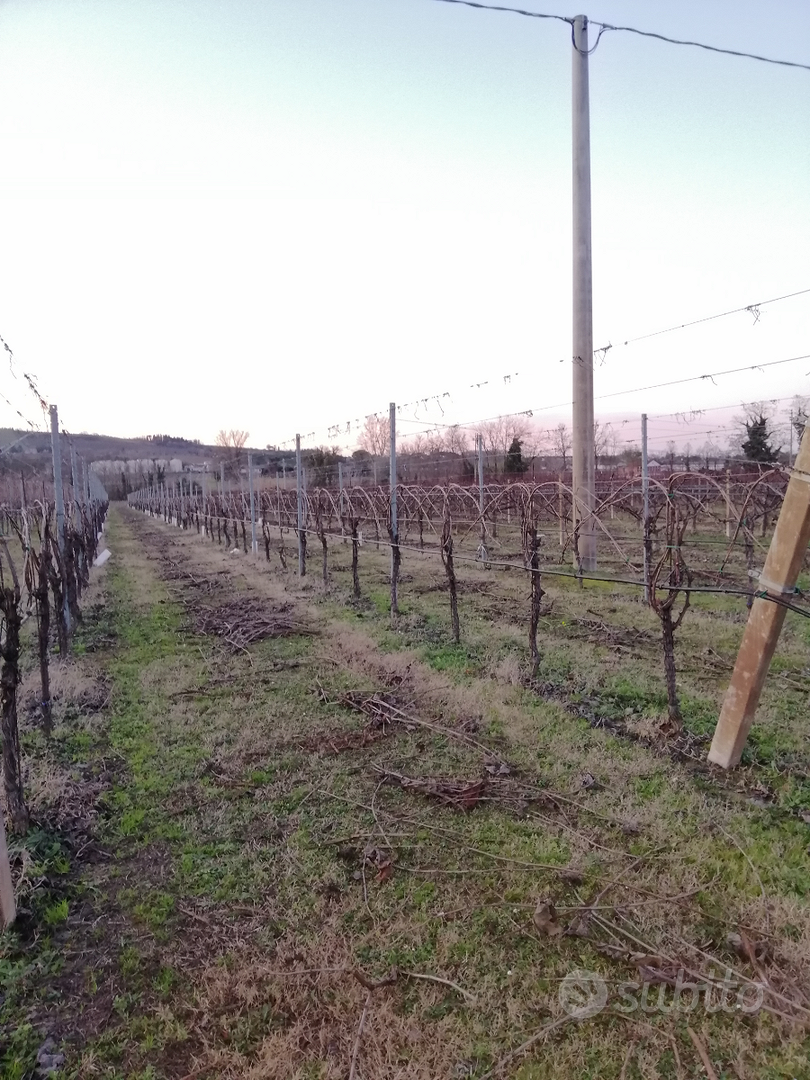 Terreni zona collinare e pianeggiante - Vista 5