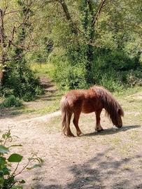 Animali