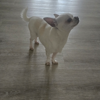 Maschio chihuahua,Disponibile per accopiamento