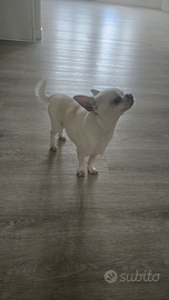 Maschio chihuahua,Disponibile per accopiamento