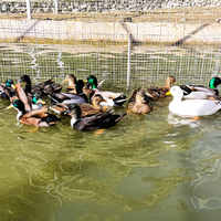 Anatre germani mignon