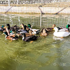 Anatre germani mignon