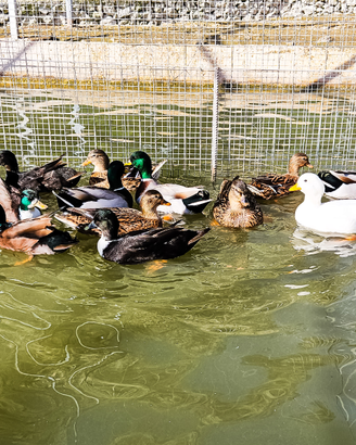 Anatre germani mignon