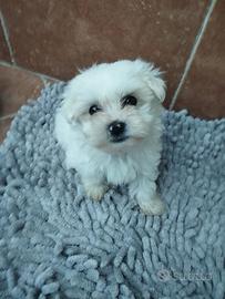 Cucciolo maltese