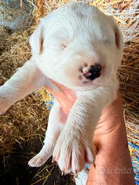 Cuccioli di Pastore maremmano