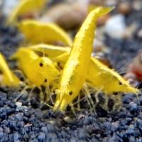 Neocaridina gialle Neon schiena fluorescente