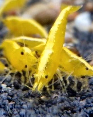 Neocaridina gialle Neon schiena fluorescente
