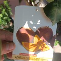 Arancio Chocolate Navel