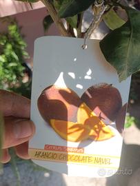 Arancio Chocolate Navel
