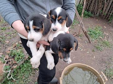 JACK ROSSEL TERRIR un maschio e una femmina