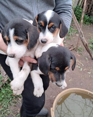 JACK ROSSEL TERRIR un maschio e una femmina