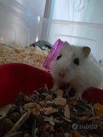 Criceto Russo e gabbia