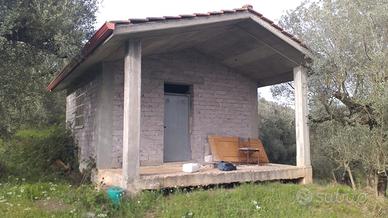 Vendesi uliveto con casetta