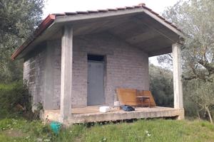 Vendesi uliveto con casetta