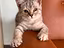 Immagine 4