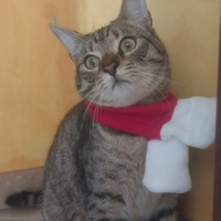 Gatti tigrati stupendi