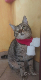 Gatti tigrati stupendi