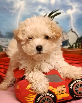 Più Piccolo di Taglia Toy MaltiPoo Toy
