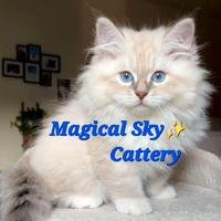 Gatto siberiano cuccioli PEDIGREE WCF