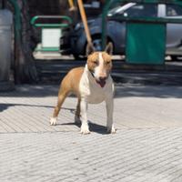 Bull terrier miniature