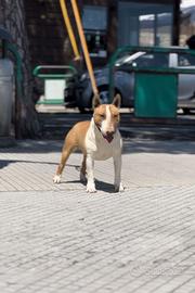 Bull terrier miniature