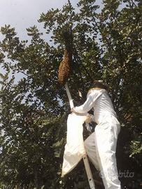 Recupero Sciami d'api