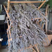 Lavanda in essiccazione 