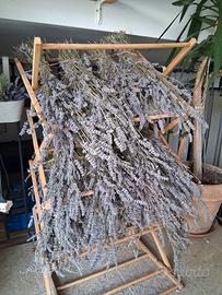 Lavanda in essiccazione 