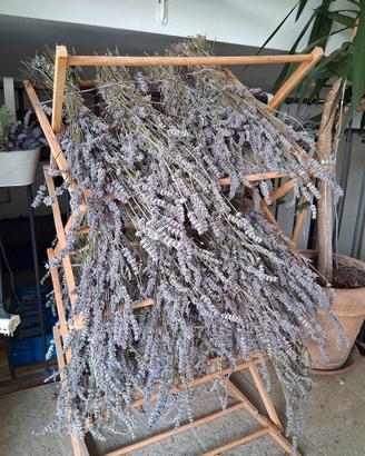 Lavanda in essiccazione 