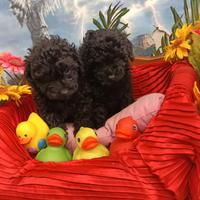 Taglia Piccola Colore Nero Black Barboncini