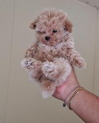 Cucciolata maltipoo mini toy
