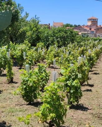 Vigneto e frutteto