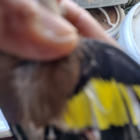 Cardellino mayor in perfetta salute