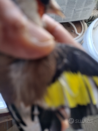 Cardellino mayor in perfetta salute