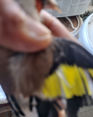 Cardellino mayor in perfetta salute