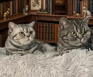 British Shorthair con pedigree