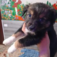 Cucciole di pastore australiano