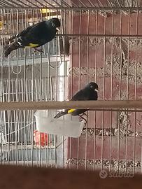 Negriti della bolivia maschi