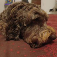 Lagotto Romagnolo maschio per cuccioli