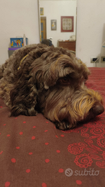 Lagotto Romagnolo maschio per cuccioli