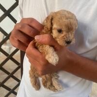 Cucciolo barboncino toy