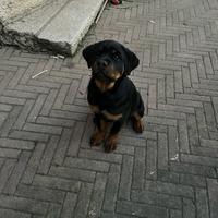 Cucciolo di rottweiler