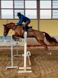 Cavalla da salto 2011
