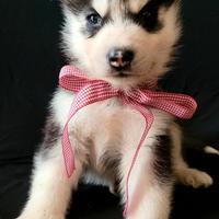 Cucciolata di siberian husky con pedigree