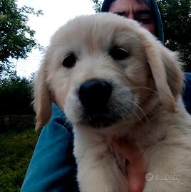 Cuccioli di Golden retriever