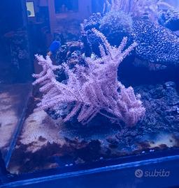 Talee corallo gorgonia pink