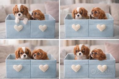 Cavalier king ruby e bianco/arancio disponibili