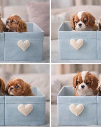 Cavalier king ruby e bianco/arancio disponibili