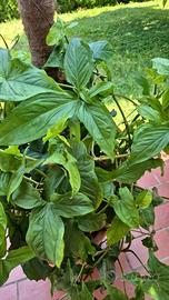 Syngonium